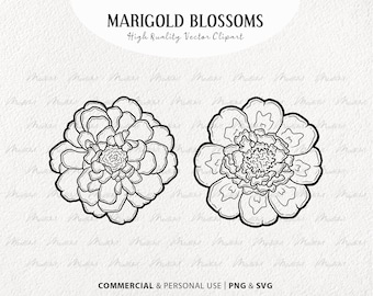 Marigold Flower SVG Clipart Set. Spring Blossoms. Flower Bouquet Line Drawing. Marigold Vector Outline. Wildflower art. PNG & SVG