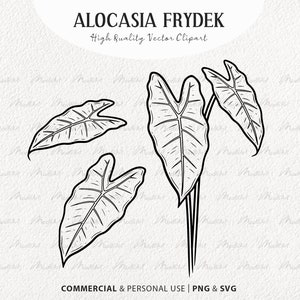 May include: Black and white vector illustration of Alocasia Frydek leaves. The image features several leaves with detailed vein patterns, some detached and others connected to stems. Text at the top reads "ALOCASIA FRYDEK" and "High Quality Vector Clipart".