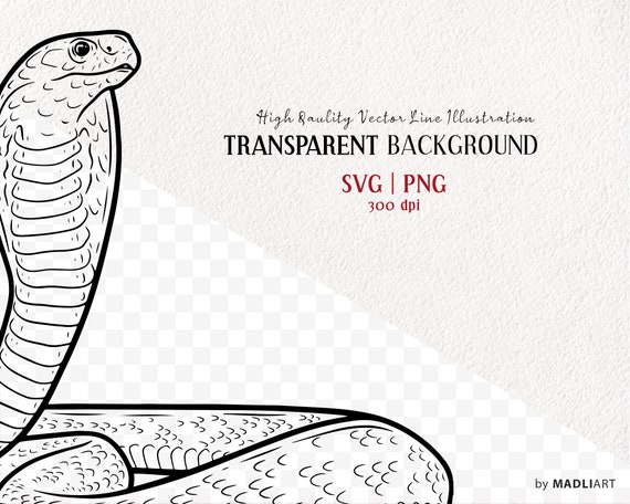 Premium Vector | Hyperrealistic vector art illustration colorfull african king  cobra isolated on white background