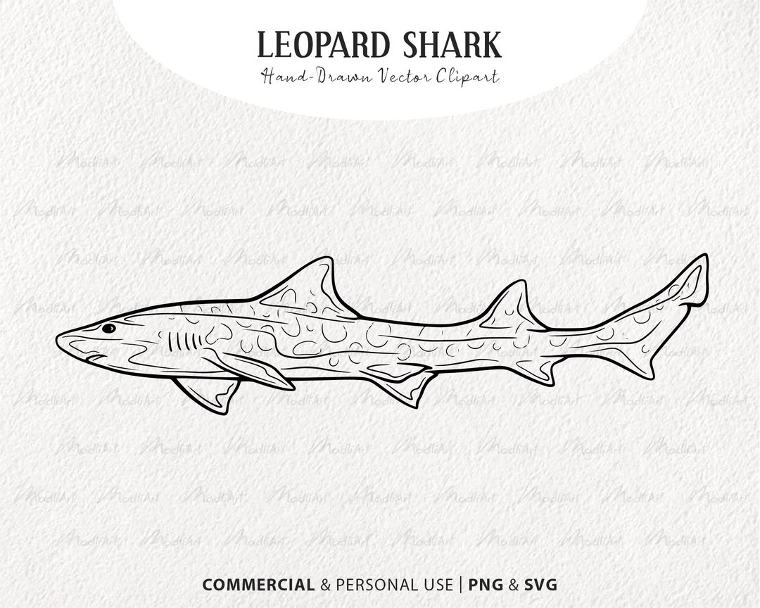 Leopard Shark Drawing