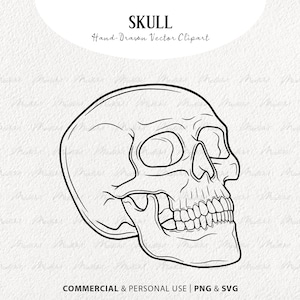 Skull SVG Clipart. Skeleton Head Vector Artwork. Halloween Line Drawing. Pirate Skull Illustration. PNG & SVG, Commercial License