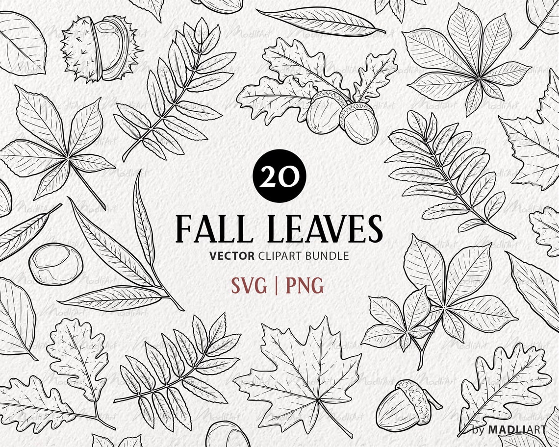 Fall Leaves SVG Clipart Bundle. 20 Vector Autumn Outlines. Oak, Maple ...