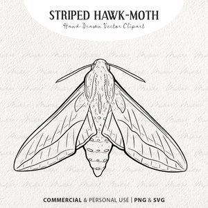 Striped Hawk-Moth SVG Clipart. Night Butterfly Vector Drawing. Butterfly SVG Line Art. Moth Insect Drawing. Commercial Use Svg & PNG