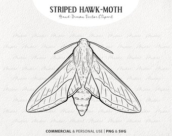 Striped Hawk-Moth SVG Clipart. Night Butterfly Vector Drawing. Butterfly SVG Line Art. Moth Insect Drawing. Commercial Use Svg & PNG