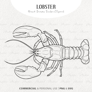 May include: A black and white line drawing of a lobster. The lobster is drawn in a realistic style, with all of its details visible. The lobster is facing the viewer, with its claws outstretched.