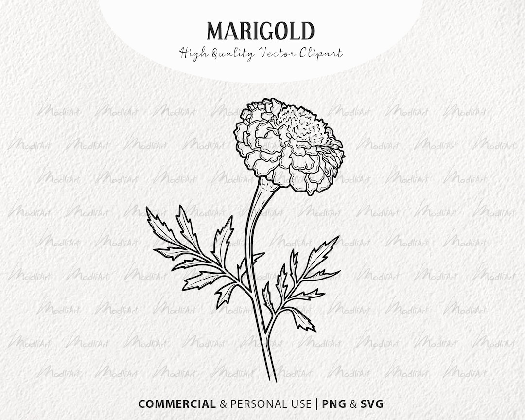 Marigold SVG Clipart. Spring Marigold Vector Blossom. Flower Stalk Line ...
