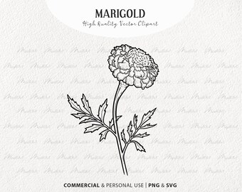 Marigold SVG Clipart. Spring Marigold Vector Blossom. Flower Stalk Line Drawing. Marigold Vector Outline. Wildflower art. PNG & SVG
