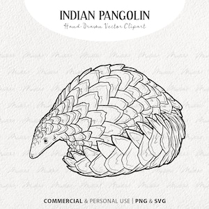 May include: A black and white line drawing of an Indian pangolin curled up in a ball. The pangolin's scales are detailed and the animal's face is visible.