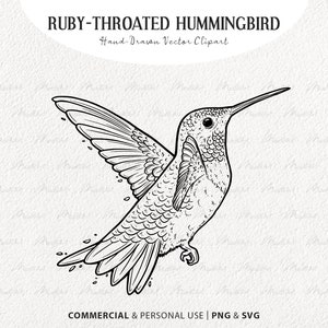 Ruby-Throated Hummingbird SVG Clipart. Hummingbird Vector Line Art. Flying Small Bird svg. Bird Outline Drawing. PNG & SVG digital art
