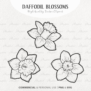 3 cliparts SVG jonquilles. Fleurs printanières de vecteur de jonquille. Art de la ligne de fleur de jonquille. Contour de vecteur de narcisse. Fleur de naissance de mars. PNG et SVG
