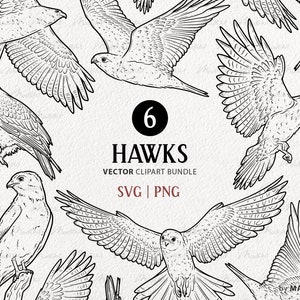 6 haviken SVG clipart bundel. Adelaar Vector Lijntekeningen. Roofvogel Clipart. Valk overzichtskunst. Vliegende vogels. SVG- en PNG-lijntekeningen