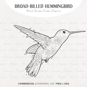 Broad Billed Hummingbird SVG Clipart. Hummingbird Vector Line Art. Flying Small Bird svg. Bird Outline Drawing. PNG & SVG digital art