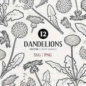 Set di clipart SVG di 12 denti di leone. Fiori d’arte della linea di fiori di taraxacum. Disegno vettoriale di tarassaco. Clipart di dente di leone di fiori di campo estivo. PNG e SVG