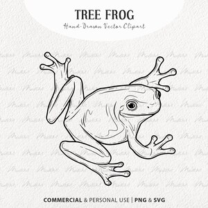 Clipart SVG de grenouille d'arbre. Dessin vectoriel de grenouille. Rainette verte, blanche et aux yeux rouges. Graphiques de contour de reptiles. PNG et SVG commerciaux