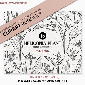 Bird Of Paradise Flower SVG Clipart. Tropical Flower Vector Outline. Heliconia Floral Line Illustration. Exotic Jungle Plant Art. PNG & SVG image 4