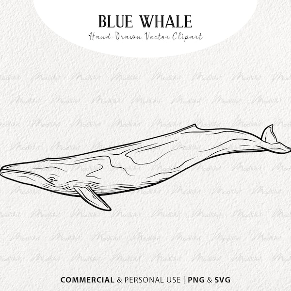 Blue Whale SVG Clipart. Whale Vector Drawing. Sea Animal Line Art. Ocean Mammal Line Drawing. Commercial PNG & SVG