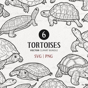 6 Schildkröte SVG Clipart Bundle. Landschildkröte Vektorgrafiken Set. Galapagos Box, Startschildkröte. Niedliche Schildkröte Strichzeichnung. Kommerzielle SVG, PNG.