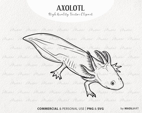 Axolotl Tekening Never Grow Up Axolotl 5 Versions 8x10 Prints FREE axolotl-tekening-never-grow-up-axolotl-5-versions-8x10-prints-free