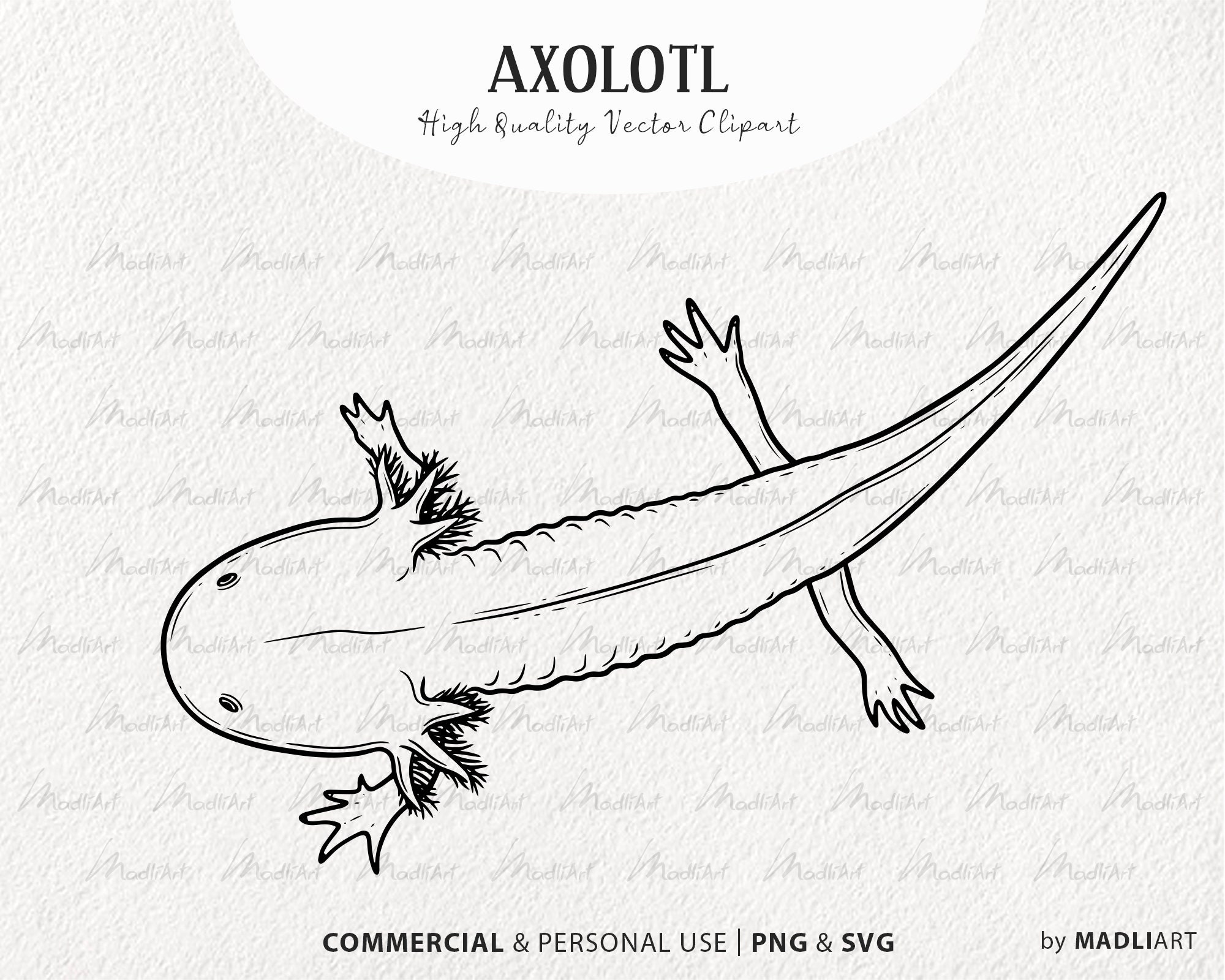 Axolotl Clipart. Salamander Vector Art. Amphibian Water Etsy Australia