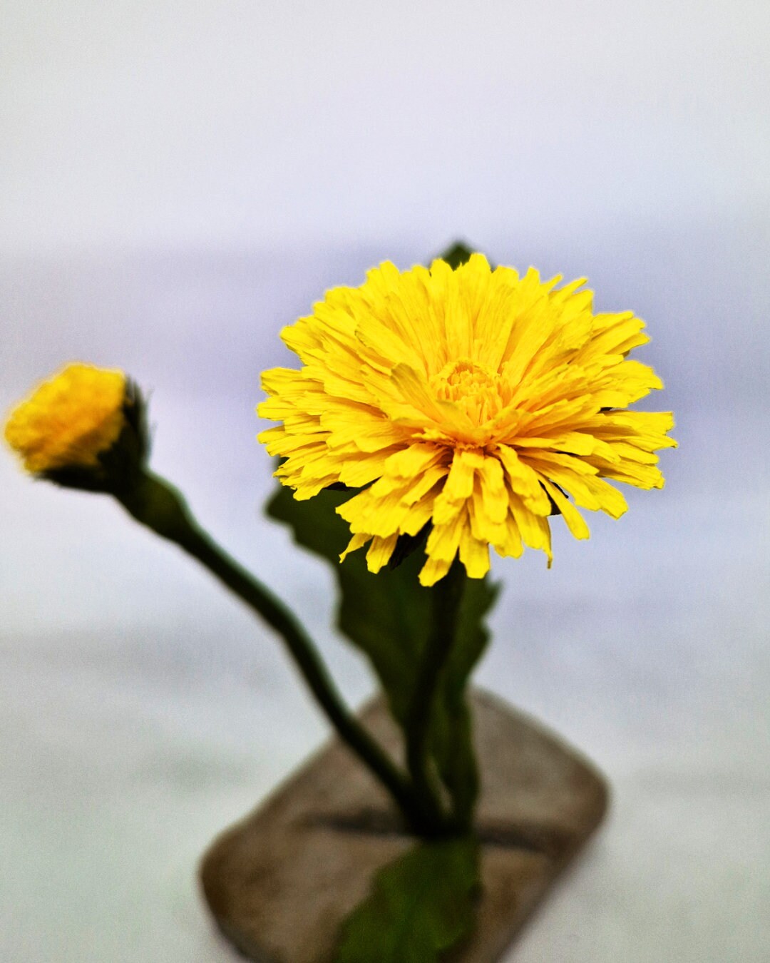 Crepe Paper Dandelion Out of a Split Stone Etsy