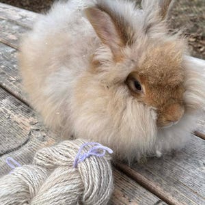 May include: A fluffy, light brown Angora rabbit with long ears sits next to a ball of yarn. The yarn is a neutral color with a few strands of light purple. The rabbit's fur is soft and textured.