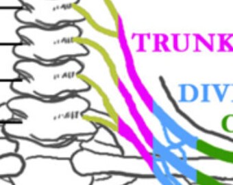 Brachial Plexus- color coded, nerve innervations, easy to follow!