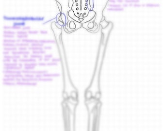 Lower Extremity Review