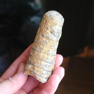 3″ Unpolished Orthoceras Fossil 4.3 Oz
