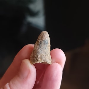 1″ Fossiler Spinosaurus Zahn | Keine Reparaturen | Echter Dinosaurier Zahn 0.6mm