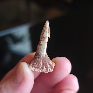 1.25″ Fossil Sawfish (Onchopristis) Rostral Barb Tooth 0.1 Oz