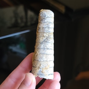 3.25″ Unpolished Orthoceras Fossil 2.8 Oz