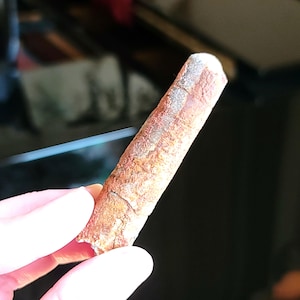 2.75″ Unpolished Orthoceras Fossil 1.3 Oz