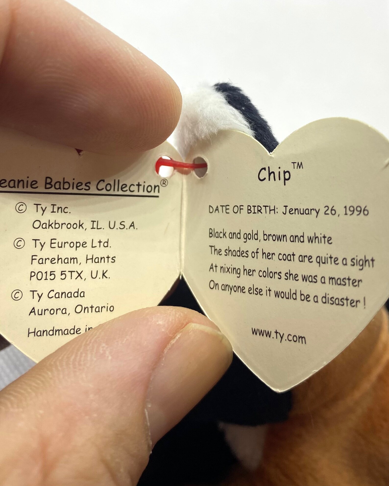 ULTRA RARE Chip Beanie Baby With ERRORS, Mispelled Jenuary, Retired