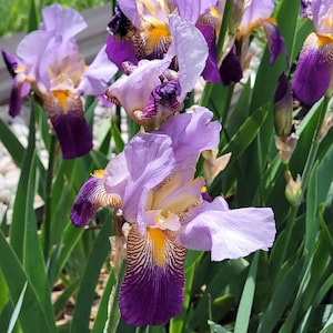 1 Starter Plant – Alcazar Tall Bearded Iris – Fragrant Purple & Lavender Two-Tone Blooms – Perennial Flowering Garden Plant