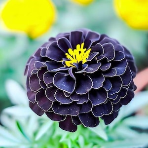 May include: A close-up of a dark purple flower with a yellow center and white edges. The flower is in full bloom, with many layers of petals. The flower is surrounded by green foliage and yellow flowers in the background.