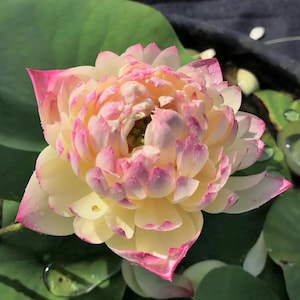 5+ Special Seeds Charming Lips Lotus – Indian Lotus (Nelumbo nucifera), Pink-Edged Bloom, Sacred Aquatic Flower, Exotic Water Garden Beauty