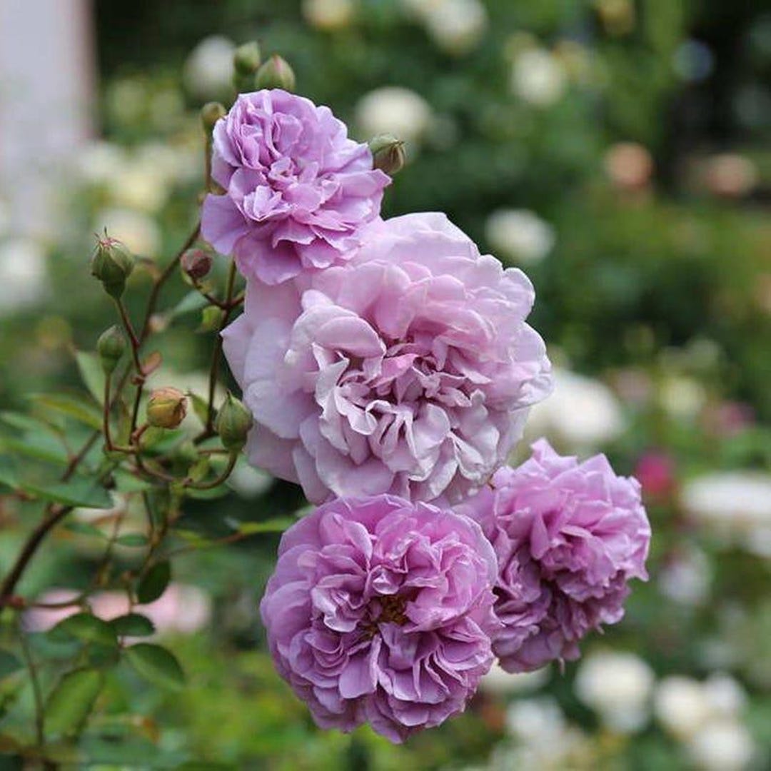 Purty Blue Roses 30 Rainy Blue Rose Seeds, Rare Blue Purple Rose, Fragrant Garden Flower ...