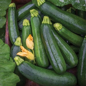 25 Seeds | Squash Zucchini Seeds, Heirloom Green Summer Squash For Home Garden, Fast Growing Vegetable Plant, Easy Garden Starter