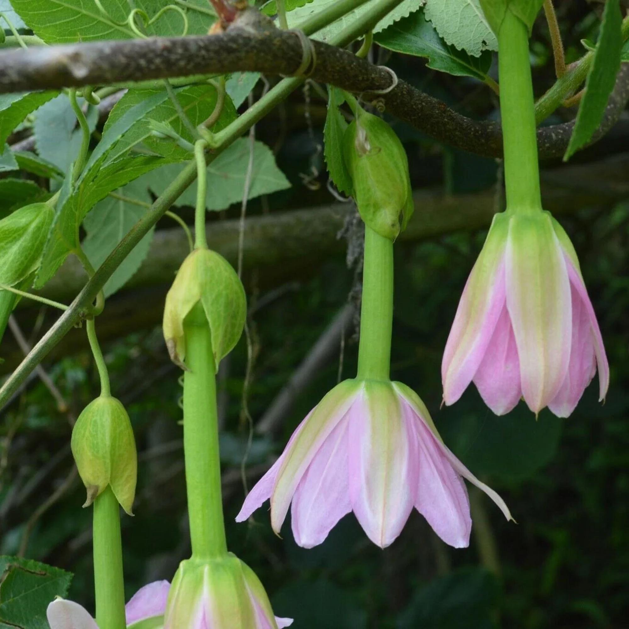 Banana Passion Fruit (Passiflora Mollissima) - 15 Seeds