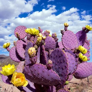 10 Purple Cactus Seeds – Rare Desert Succulent – Unique Color Houseplant – Drought Tolerant Ornamental Garden Plant
