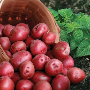 May include: A basket overflowing with freshly harvested red potatoes. The potatoes are a vibrant red color and have a smooth texture. Green potato plant leaves are visible in the background, suggesting a farm-fresh harvest.