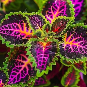 May include: Close-up of coleus plant leaves. The leaves have a dark purple base with bright pink and orange veins. The edges of the leaves are a vibrant green, creating a striking contrast. The plant's intricate patterns and colors are highlighted.