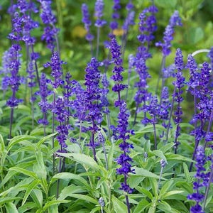 200 Blue Sage Flower Seeds – Vibrant Salvia Farinacea, Pollinator Magnet, Drought-Tolerant Blooms for Borders, Beds, and Cottage Gardens