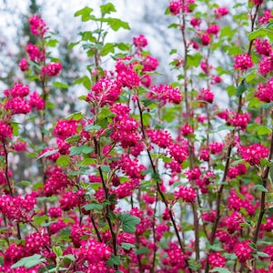 10 Red Flowering Currant Shrub Seeds - Ribes sanguineum Ornamental Bush for Wildlife-Friendly Gardens, Hardy Spring Blooms