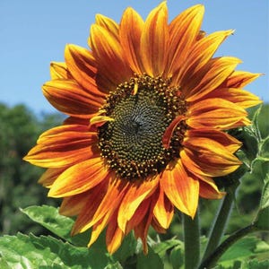 25+ Autumn Beauty Sunflower Seeds, Easy to Grow, Vibrant Fall Colors, Perfect for Garden Decor and Pollinator Attraction