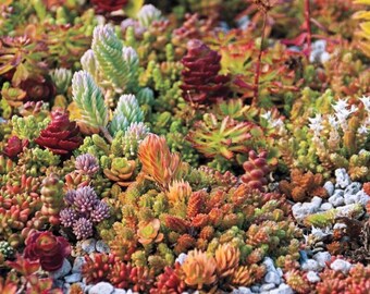 thumbnail interactive-video image 1 of Sedum Sieboldii Variegata – Live Succulent Plant From Succulents Depot 1 of 5
