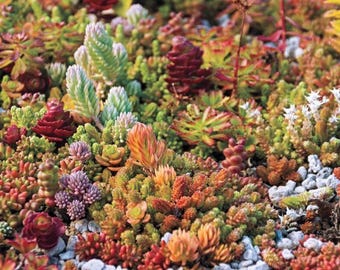 Sedum Sieboldii Variegata – Live Succulent Plant From Succulents Depot