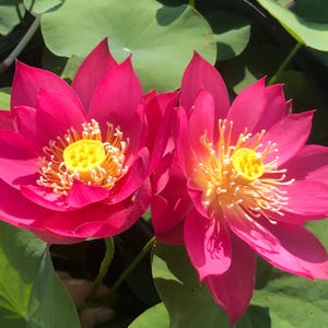5+ Rare Seeds Red Light 15 Lotus – Indian Lotus (Nelumbo nucifera), Striking Red Blooms, Aquatic Flowering Plant Sacred Pond Lotus Easy Grow