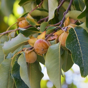 15+ Seeds | Date Plum Seeds Diospyros lotus, Natural  Fruit Tree Seeds, Sweet Edible Fruit, Hardy & Easy Grow, Backyard Orchard Favorite