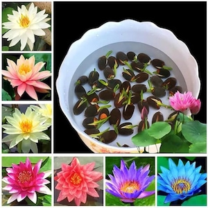 5+ Mix Color Mini Lotus Seeds – Indian Lotus (Nelumbo nucifera), Tiny Multicolor Aquatic Flowers, Sacred Pond Plant, Containers Water Garden